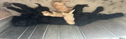 Cocker Spaniel dogs for sale: Cocker spaniel puppies 🐶  - Advert 9