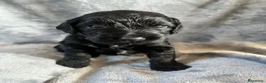 Cockapoo Puppy 1