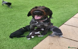 German Wirehaired Pointer dogs for sale: German Wirehaired Pointer puppies! - Image 13