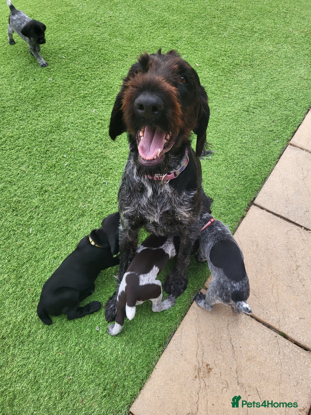 German Wirehaired Pointer dogs for sale: German Wirehaired Pointer puppies! - Image 13
