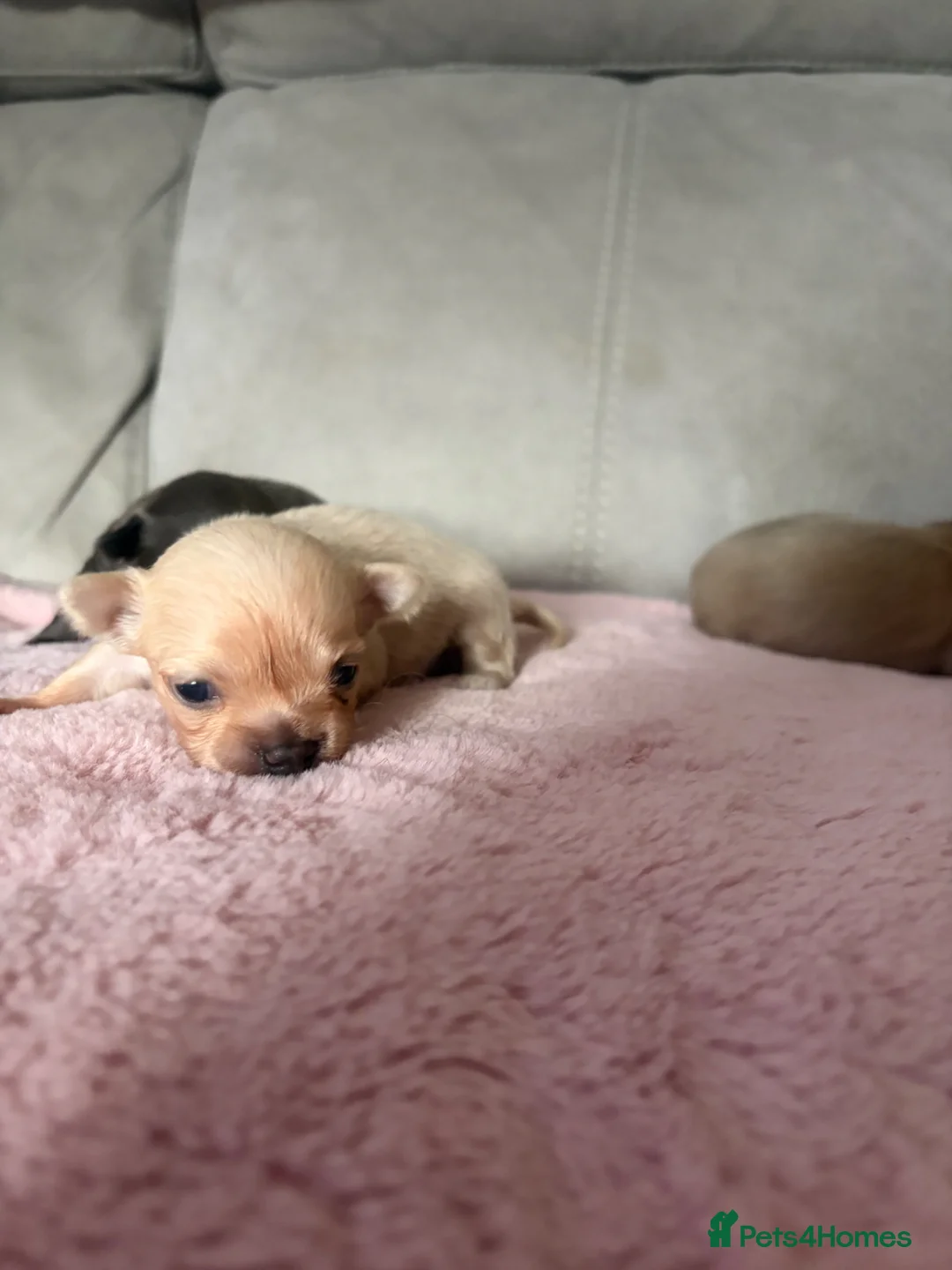 Chihuahua dogs for sale: Long haired Chihuahuas pups ONLY ONE BOY LEFT  - Advert 2