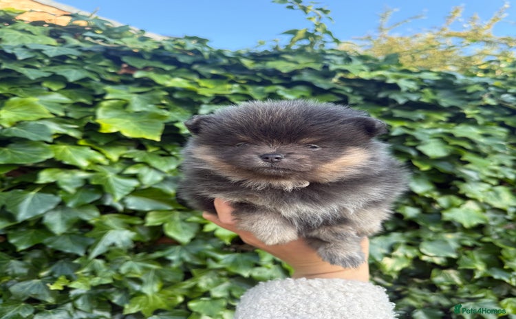 Pomeranian dogs - Advert 12