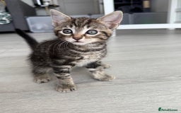 Turkish Angora cats for sale: 4 Beautiful Turkish Angora Mix Kittens - Image 2