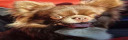Chihuahua dogs for stud: Chihuahua Chocolate longhaired Stud  - Advert 1