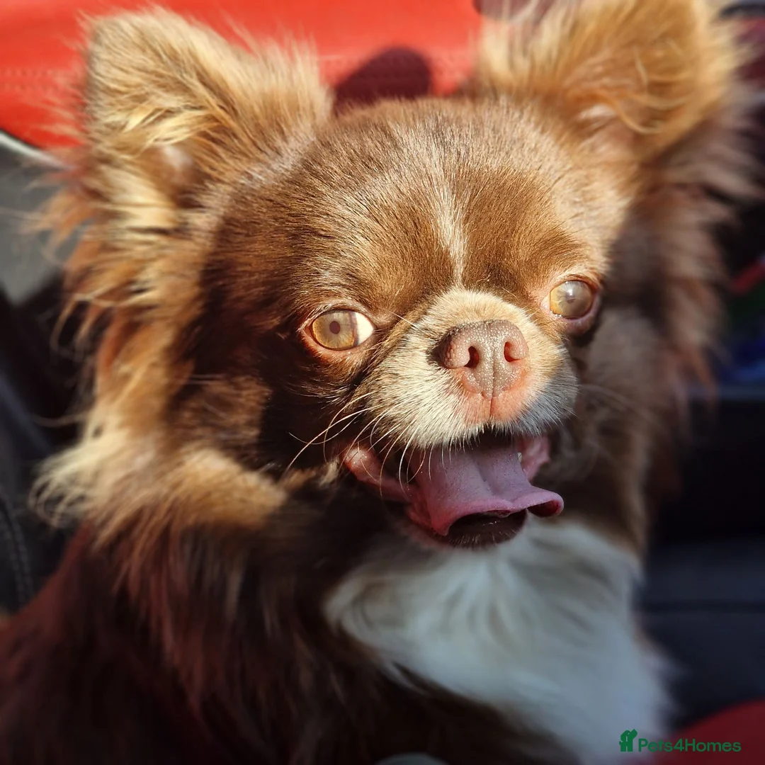 Chihuahua dogs for stud: Chihuahua Chocolate longhaired Stud  - Advert 1
