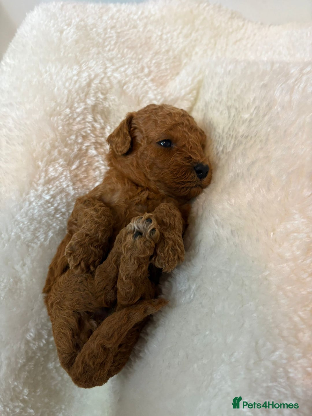 Cavapoo dogs for sale: Fox RED Cavapoo Puppies - Image 16
