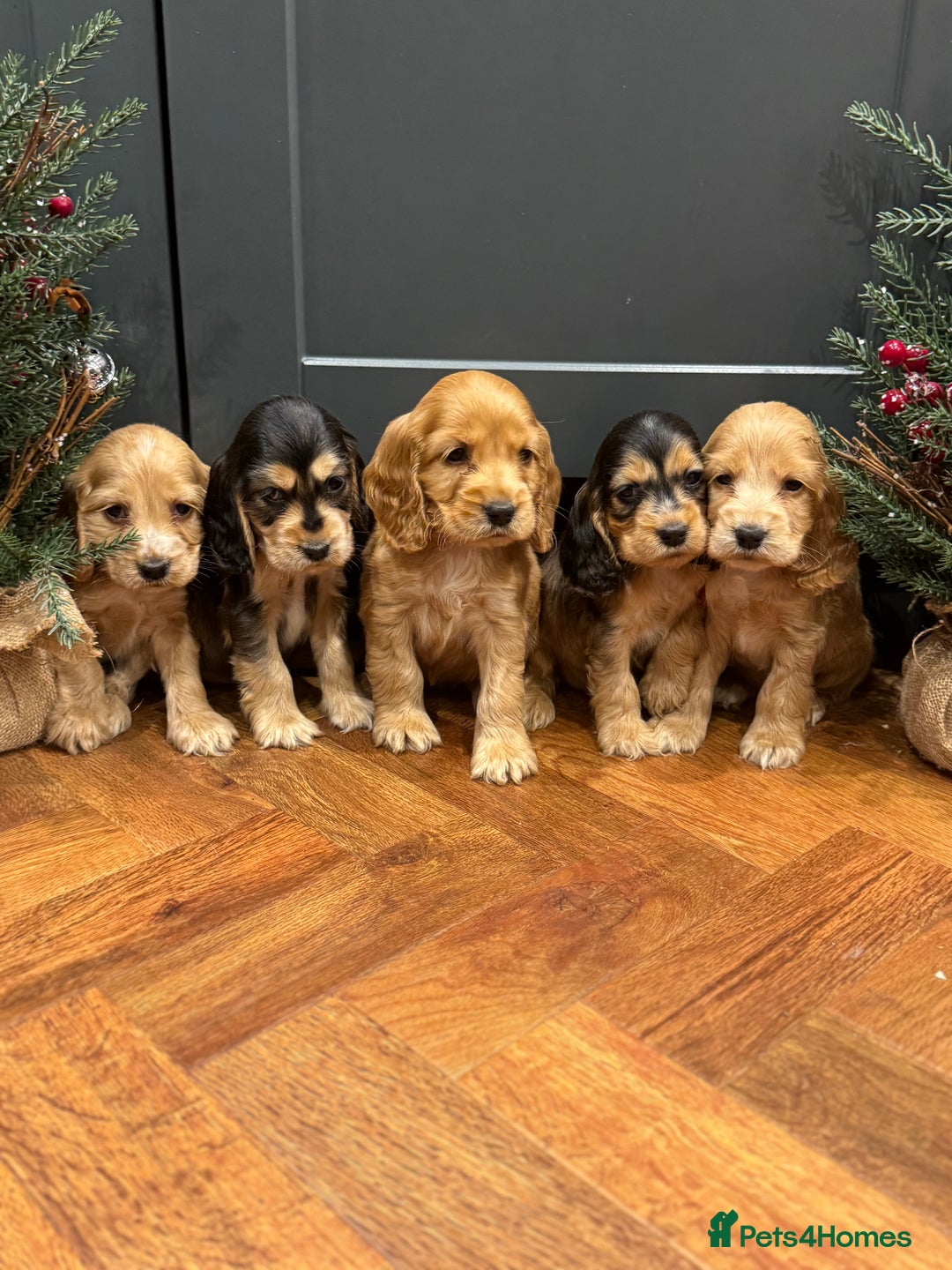 Cocker Spaniel dogs for sale: Gorgeous KC Show Cocker Spaniel Puppies - Advert 19