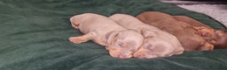 Dachshund dogs for sale: Miniature dachshund puppies  - Advert 7