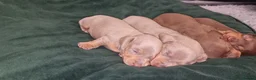 Dachshund dogs for sale: Miniature dachshund puppies ONLY 1 LEFT. - Advert 11