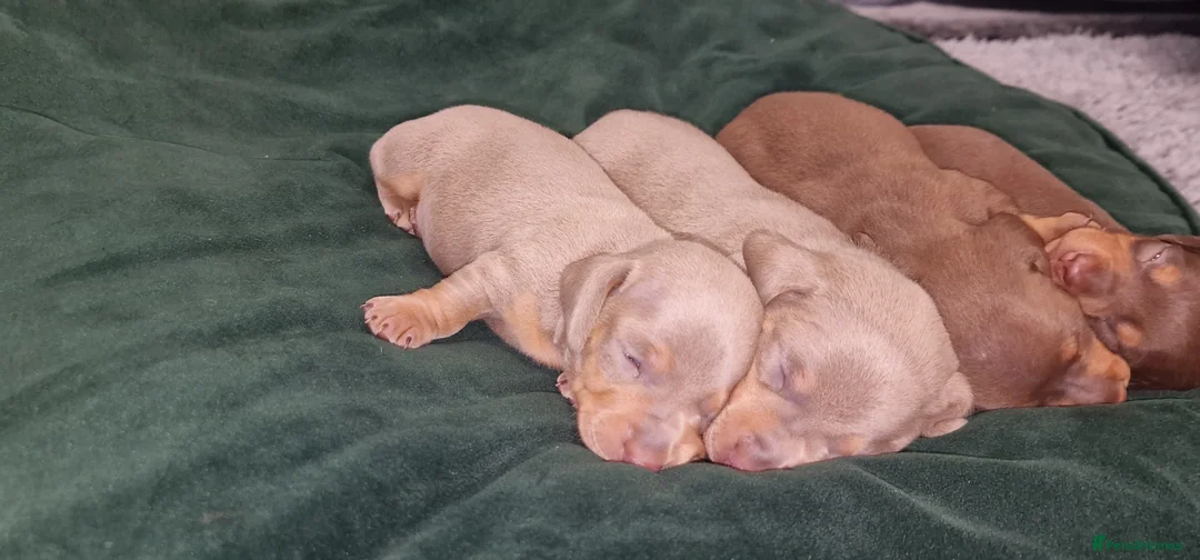 Dachshund dogs for sale: Miniature dachshund puppies ONLY 1 LEFT. - Advert 11
