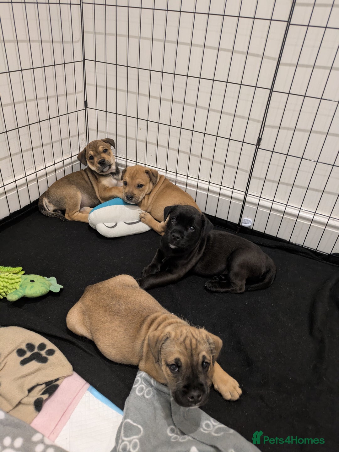 Mixed Breed dogs for sale: 2 Beautiful girl puppies  - Image 5