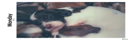 Sprocker dogs for sale: Puppies for salw - Advert 13