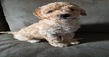 Cockapoo dogs - Advert 4