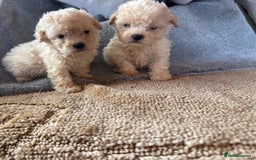 Cavapoo dogs for sale: Cavapoo puppies for sale  - Advert 3