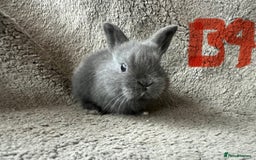 Mixed Breed rabbits for sale: Mini Dutch lops  - Image 7