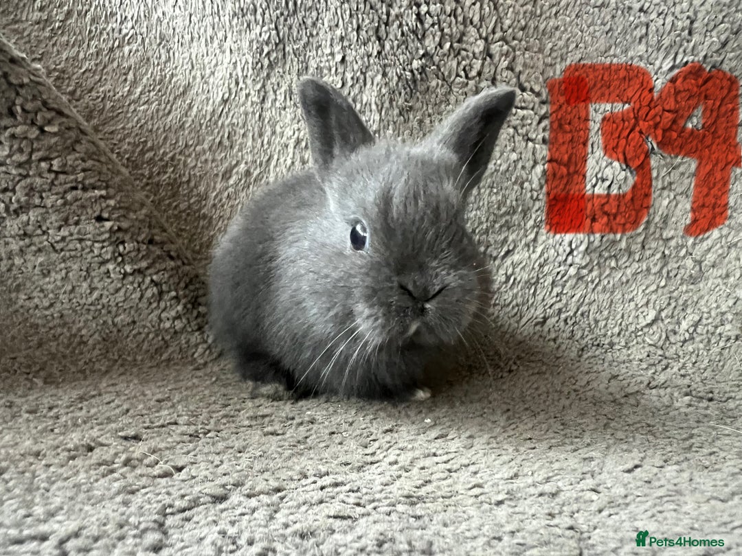 Mixed Breed rabbits for sale: Mini Dutch lops  - Image 7