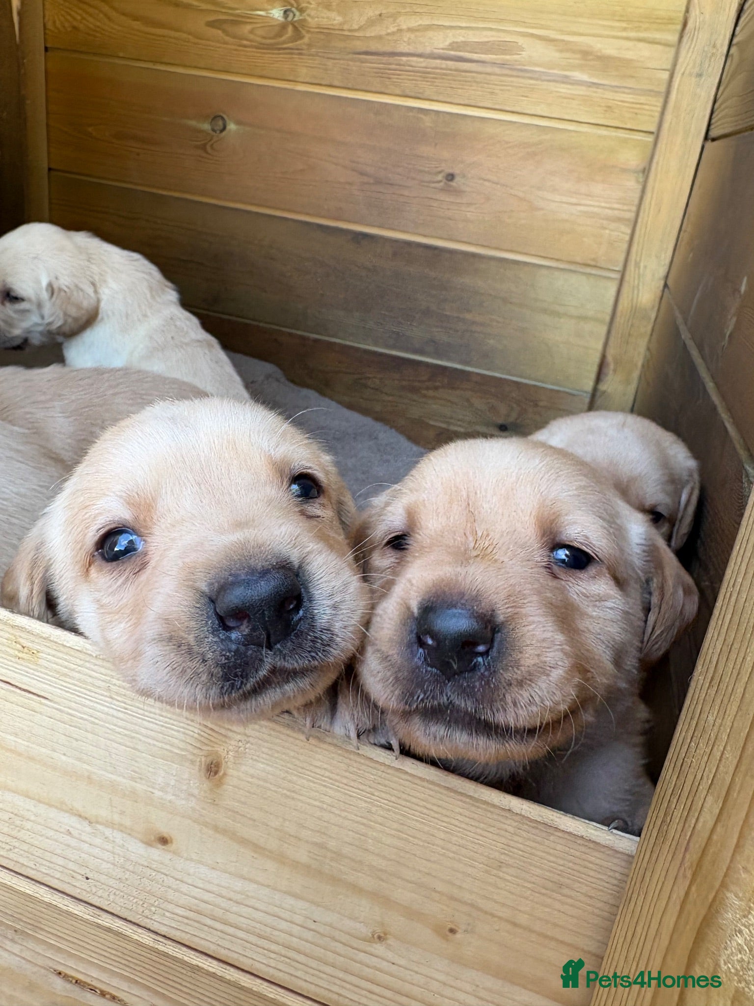 Labrador Retriever dogs 8 Labrador puppy’s for sale  - Advert 2