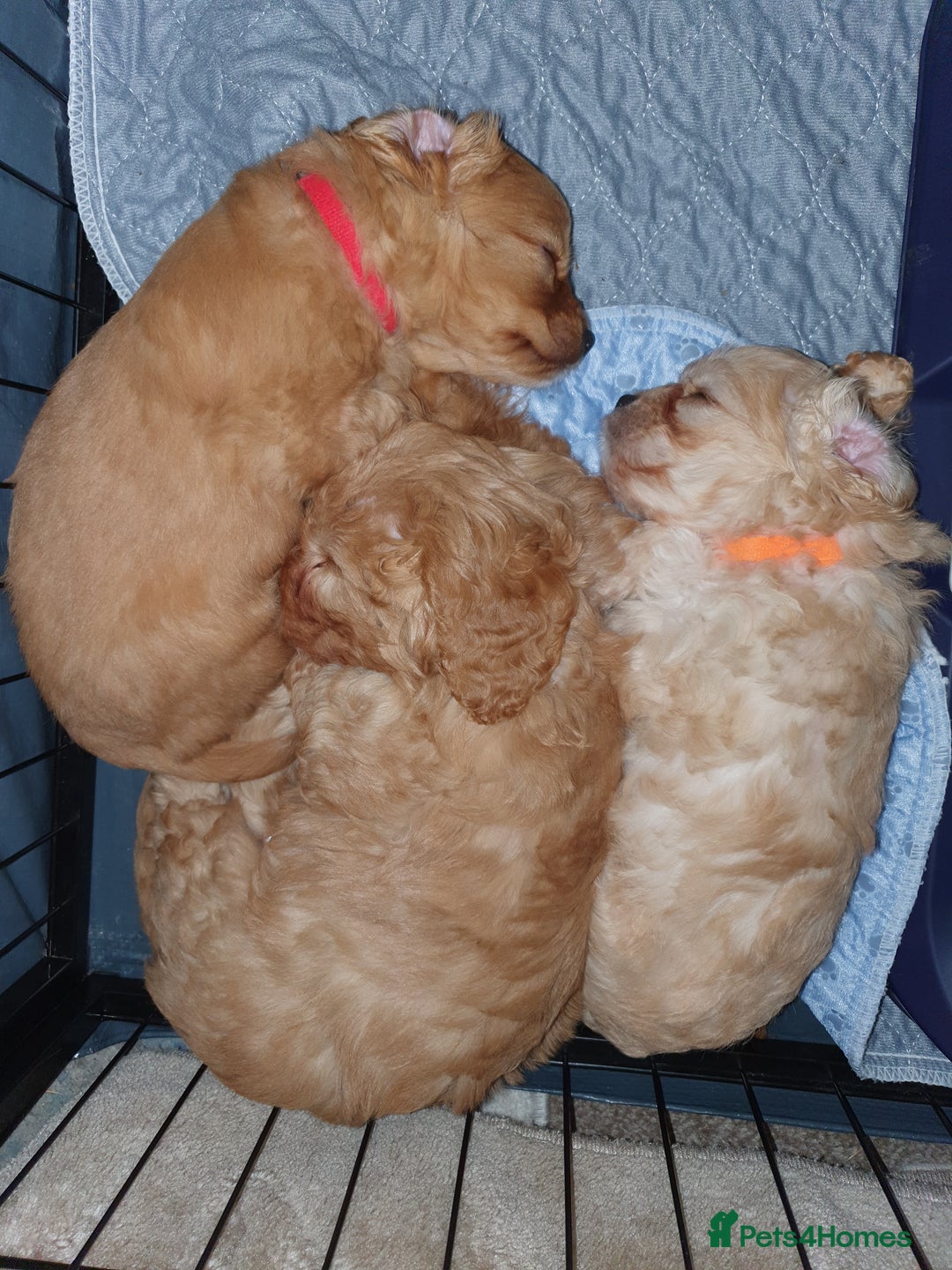 Mixed Breed dogs for sale: Beautiful red and fawn colour Cavapoochons pups - Advert 4
