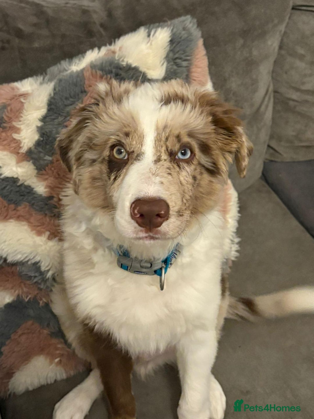 Border Collie dogs for stud: *proven* health tested working merle border collie in Leeds - Image 38