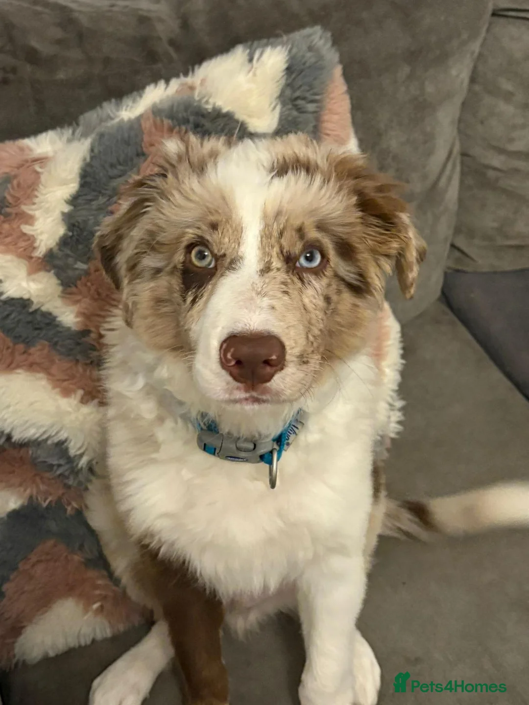 Border Collie dogs for stud: *proven* health tested working merle border collie in Leeds - Advert 39