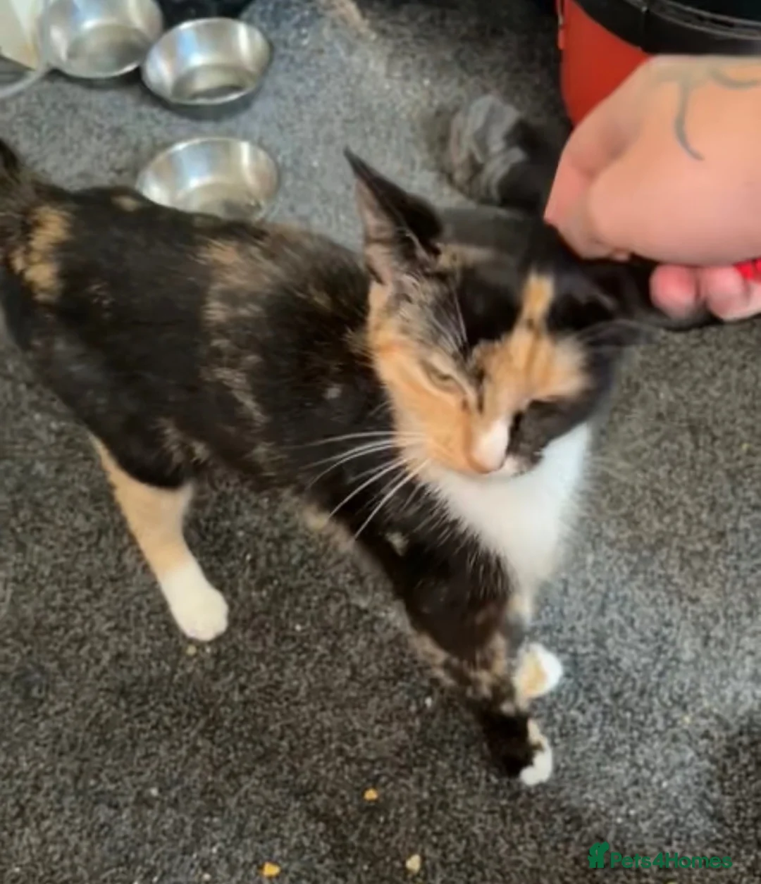 Mixed Breed cats for sale: Kittens  - Advert 1