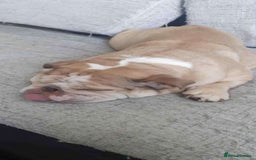 English Bulldog dogs for sale: English bulldog  - Image 1