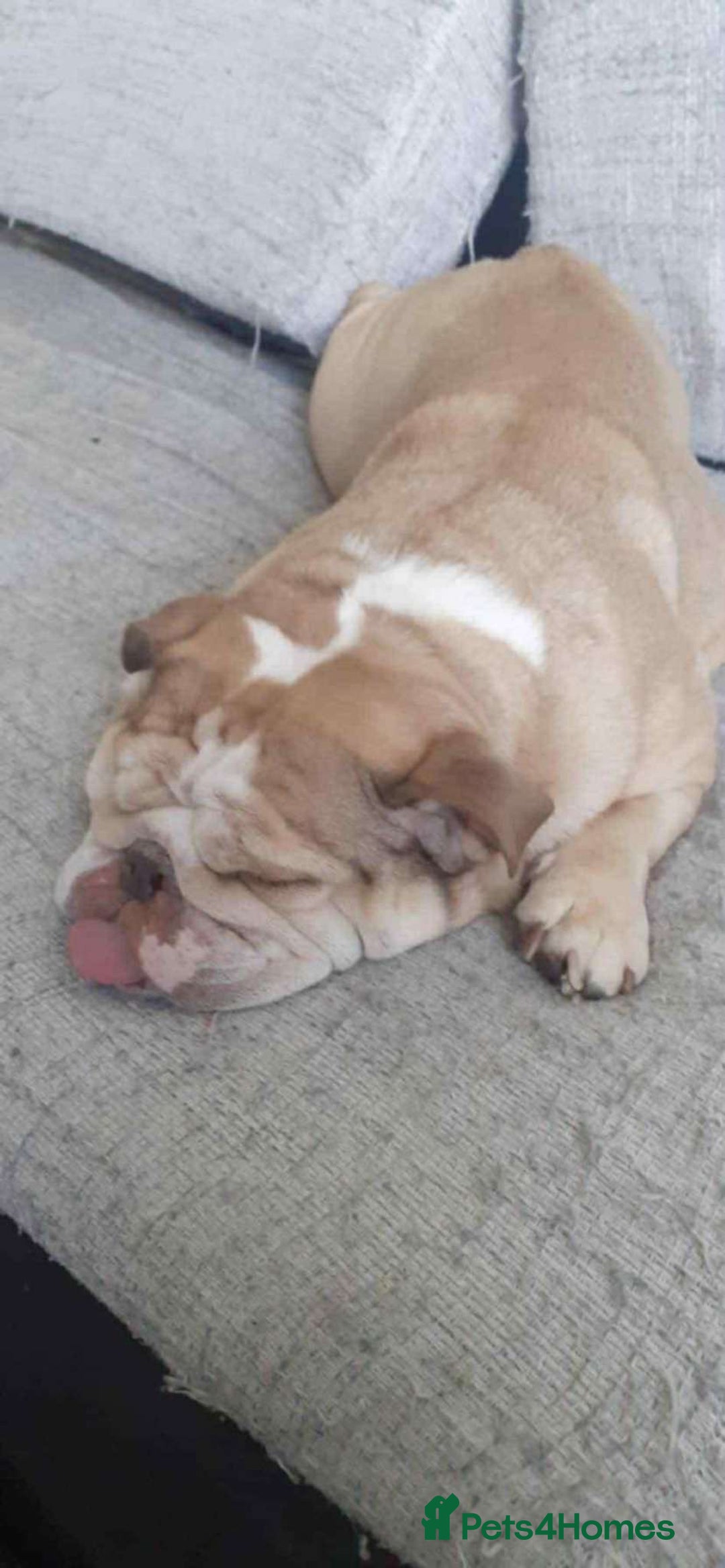 English Bulldog dogs for sale: English bulldog  - Image 1