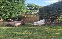 Chickens poultry for sale: Laying Hens 4 Sale  - Image 4