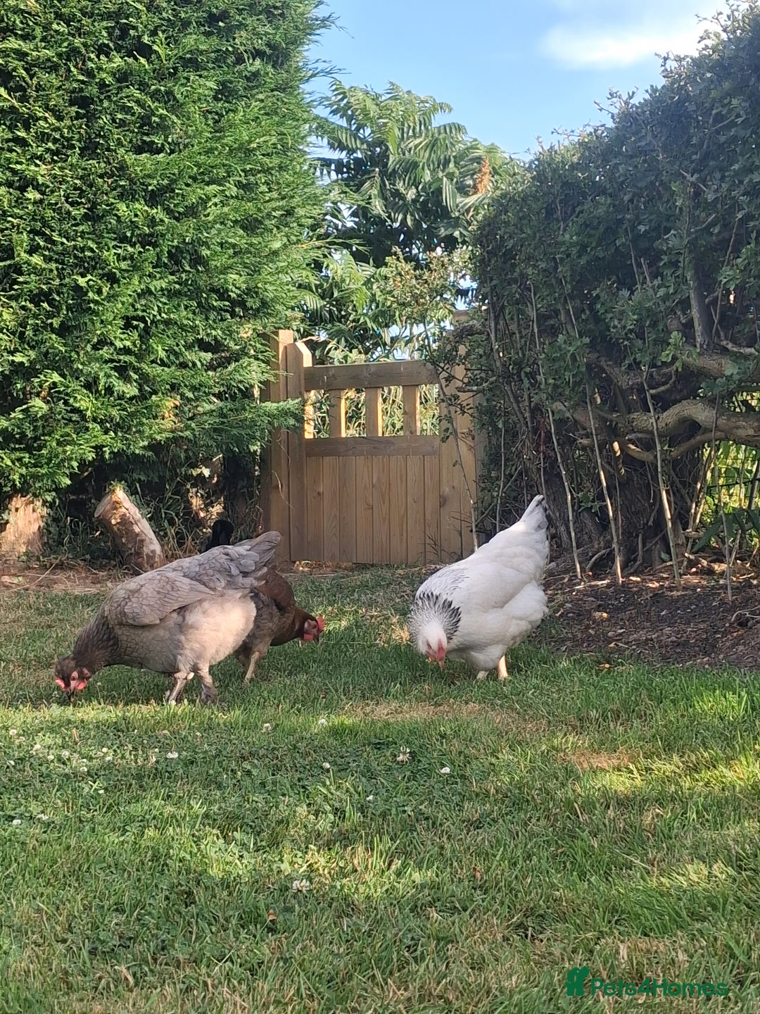 Chickens poultry for sale: Laying Hens 4 Sale  - Image 4