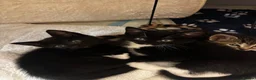 Mixed Breed cats for sale: 3 kittens for sale  - Advert 8