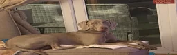 Weimaraner dogs for sale: Wonderful KC Reg Weimaraner Puppies x 6  - Advert 27