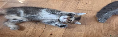 British Shorthair 2