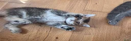 British Shorthair cats for sale: British shorthair  - Advert 37
