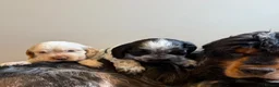 Cocker Spaniel dogs for sale: Cocker Spaniel  - Advert 2