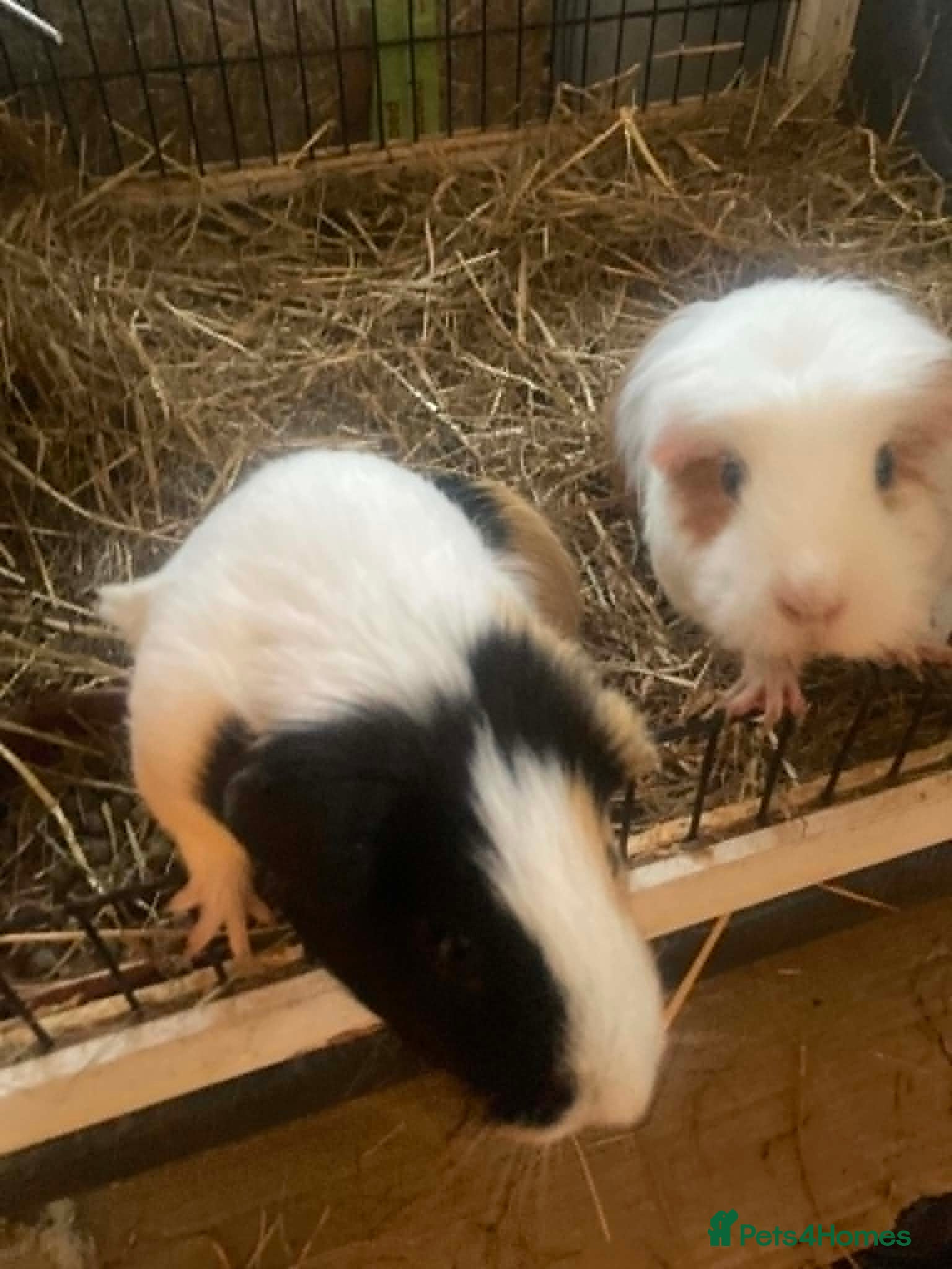 Guinea Pig rodents 2 Cute Female Guinea Pigs - Advert 16