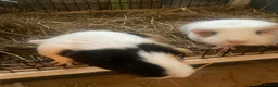 Guinea Pig rodents for sale: 2 Cute Female Guinea Pigs in London - Advert 1