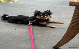 Pomeranian dogs for sale: pomeranian girl - Image 1