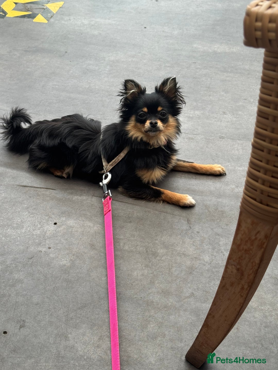 Pomeranian dogs for sale: pomeranian girl - Image 1