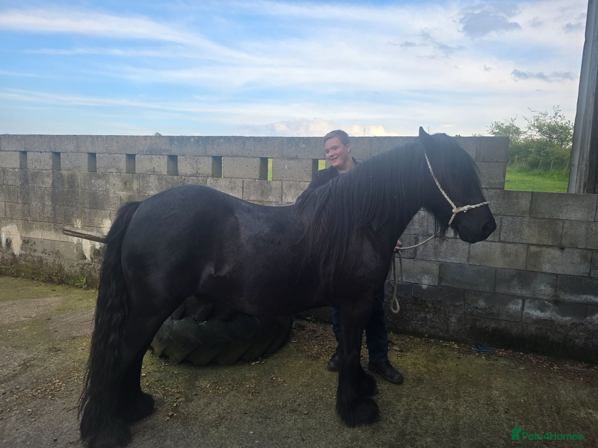 Dales horses Black section A reg gelding 142cm - Advert 2