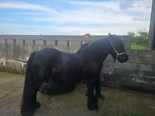 Dales horses Black section A reg gelding 139cm - Advert 2