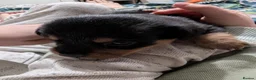 Mixed Breed dogs for sale: Beautiful Cocker Spaniel Cross Dachshund Puppies - Advert 6