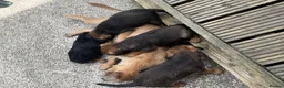 Border Terrier dogs for sale: Border terrior puppies  in Blackwood - Advert 2