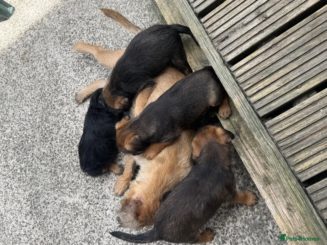 Border Terrier dogs for sale: Border terrior puppies  in Blackwood - Advert 2