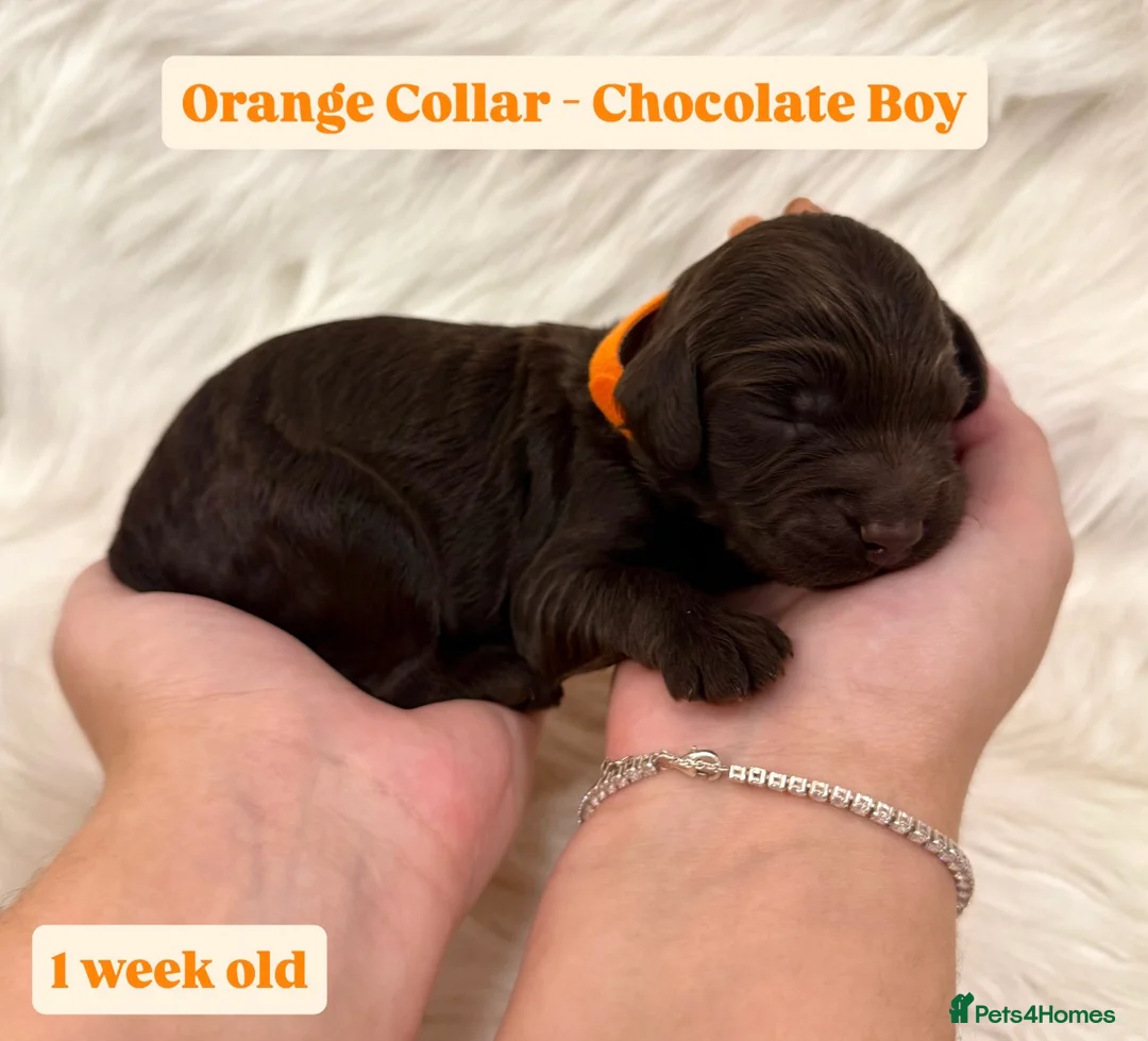 Cockapoo dogs for sale: Waiting-List Open - DNA Tested Cockapoo Puppies 🧬 - Advert 13