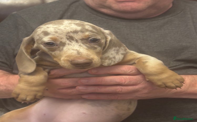 Dachshund dogs - Advert 13