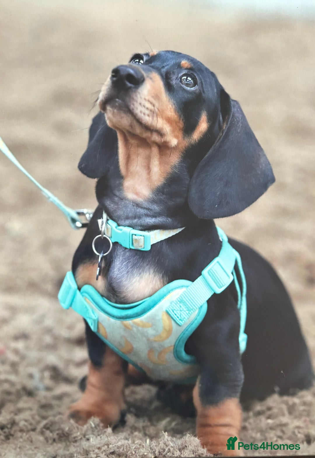 Dachshund dogs for stud: For stud June’s Legacy  - Advert 4