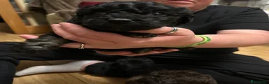 Puppy 1