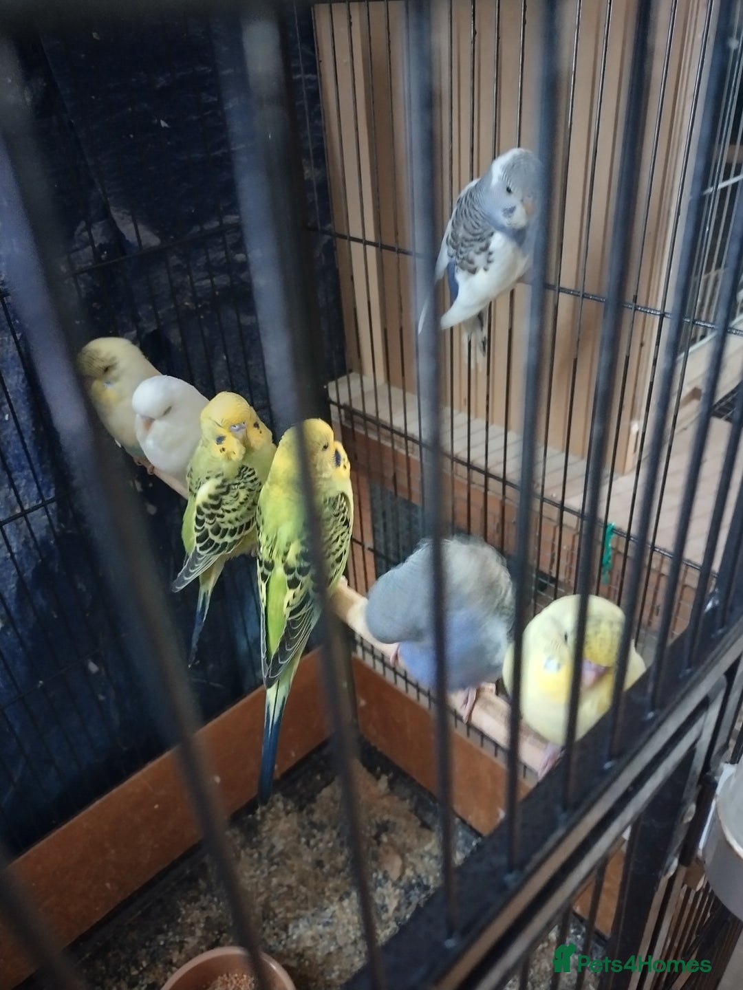 Budgerigars birds for sale: For sale  - Image 2