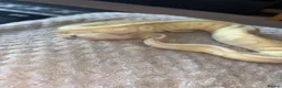 Python Snake reptiles for sale: Female ball python  - Advert 4