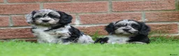 Cavapoo dogs for sale: Beautiful Cavapoo puppies for sale - Advert 37